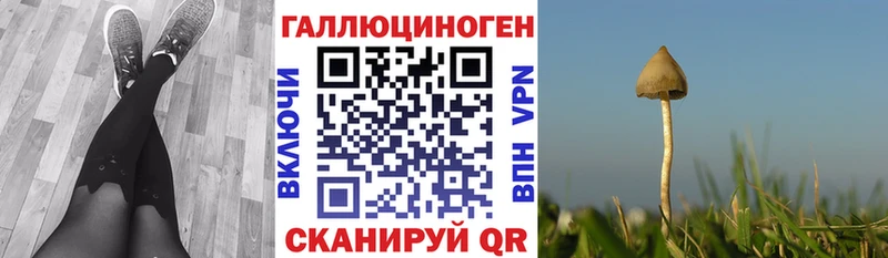 Купить  Константиновск  Псилоцибиновые грибы Psilocybe 